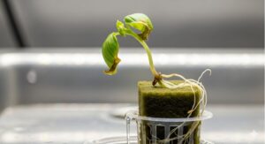 バジル 発芽後に育たないのはなぜ?