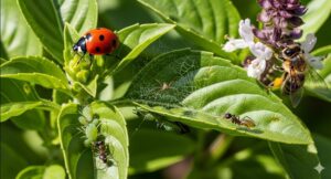 そもそもバジルに寄ってくる虫は？
