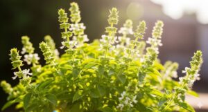 バジルの花はどのように処理しますか？