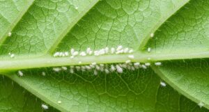 バジルの葉につく白い虫の正体は?