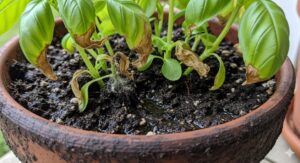 バジル 葉が茶色に変化するのは根腐れの可能性