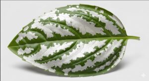 バジル　葉っぱがまだら模様になる原因は