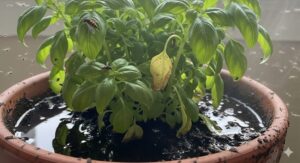 バジルが特に虫がつきやすい理由