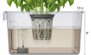 バジル バジルの水耕栽培の深さは?