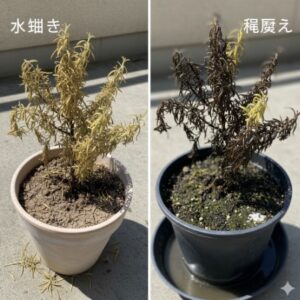 根腐れで黄色くなったローズマリーと水切れで萎れたローズマリーの比較